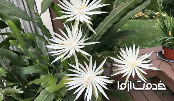 اپیفیلوم هوکری یا کاکتوس ارکیده